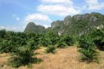 29,740 sq.m. Mountain View Land For Sale Klong Yuan, Krabi